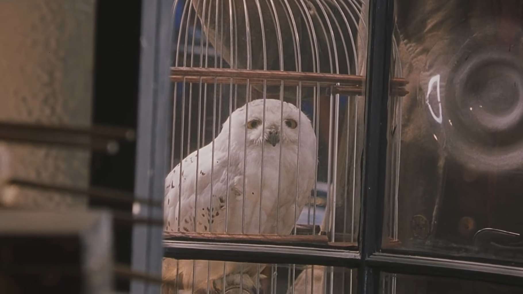 hedwig Most Underrated Characters in Harry Potter